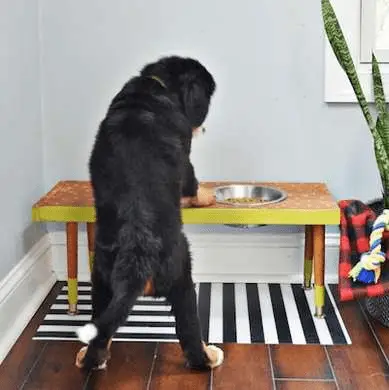 Wooden Dog Food Table