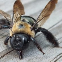 Do Wood Bees Sting?