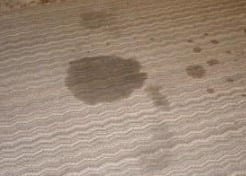 Getting Oil Based Wood Stain Out Of The Carpet