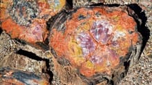 How Does Petrified Wood Form