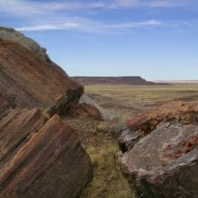 How Does Wood Become Petrified?