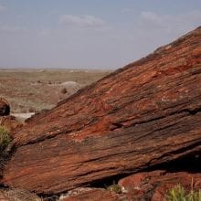 How Long Does it Take to Petrify Wood?