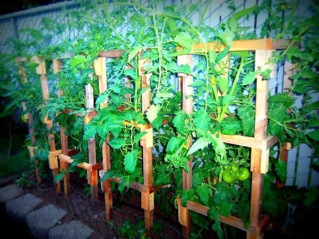 How To Make Tomato Cages From Wood