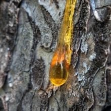 How To Stop Sap Coming Out Of Wood