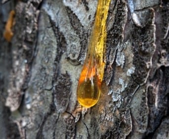 How To Stop Sap Coming Out Of Wood