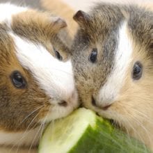 How to Build a Guinea Pig Cage Out of Wood