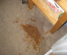 How To Get Wood Stain Out Of Carpet