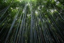 Is Bamboo Wood?