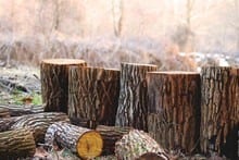 Is Wood an Element?