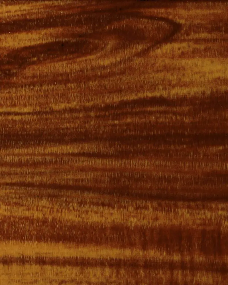 Wood Types 101 Three Main Types & How To Identify Cut The Wood