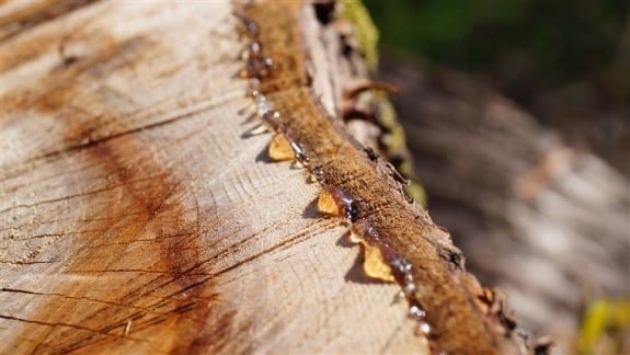 Removing Sap That Has Already Hardened Step 1