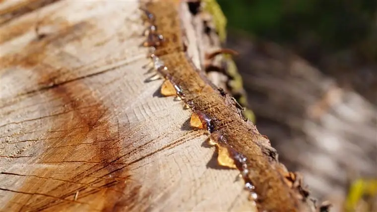 Step 1 Clean All The Sap Which Bleeds Out Of The Wood Carefully