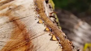 How To Stop Sap Coming Out Of Wood Cut The Wood How To Stop Sap Coming Out Of Wood Cut The Wood