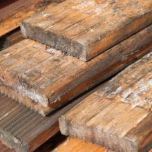 What Does Mold Look Like On Wood?