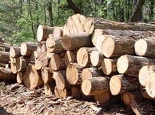 What is Gopher Wood?