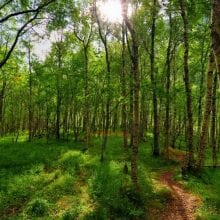 What is Norwegian Wood?