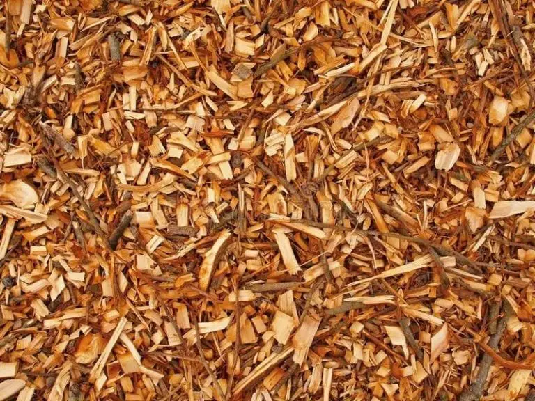 What To Do With Fresh Wood Chips? Cut The Wood