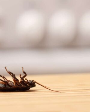 All About Wood-Destroying Insects | Cut The Wood