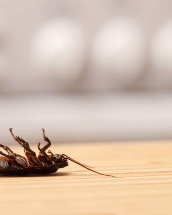 How To Get Rid Of Wood Borers (StepbyStep Guide) Cut The Wood