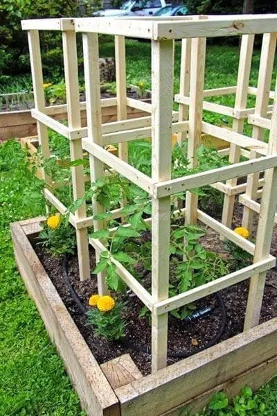 Tomato Cage Made With 3 Horizontal Rails Instead Of 4