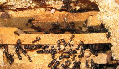 Do Ants Eat Wood?