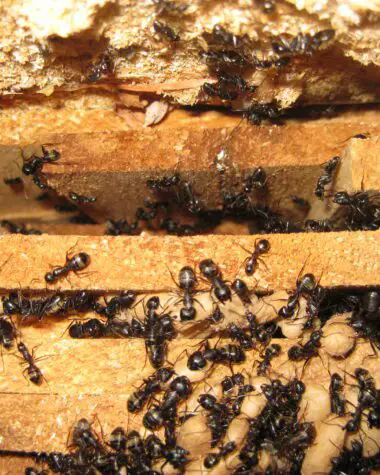 Do Ants Eat Wood?