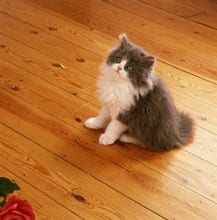 How to Get Cat Pee Out of Wood