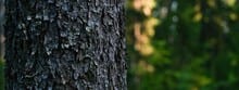 Is Wood Recyclable/Renewable?