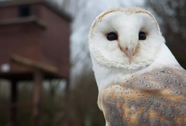 Barn Owl Nest