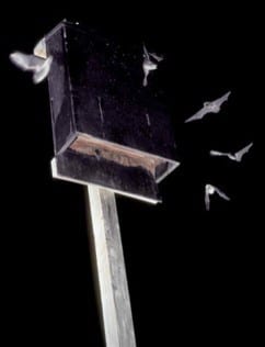 Bat House For Expectant Mothers