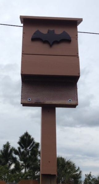 Bat House Guide From Construction To Installation