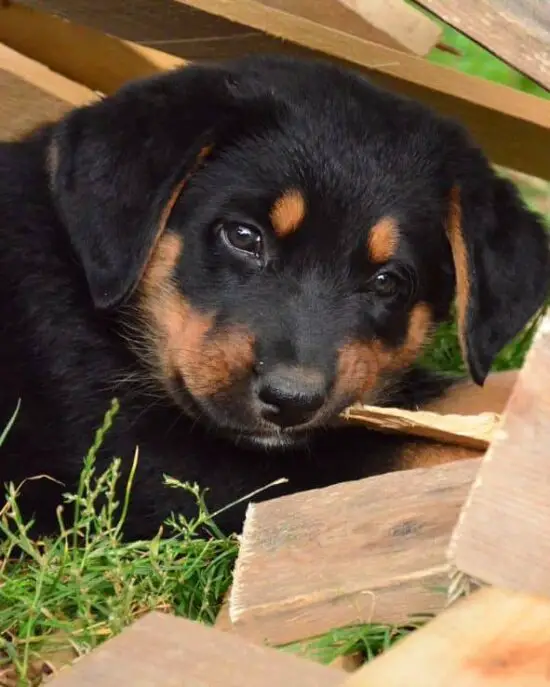 How To Get Rid Of Wood Borers (StepbyStep Guide) Cut The Wood