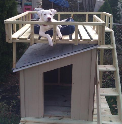 Dog House With A Spacious Rooftop Deck