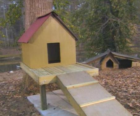 Dog Tree House By Diy Network