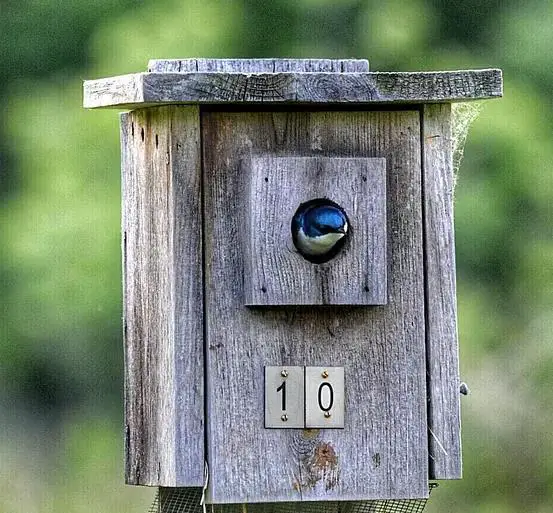 Mail Box Bird House