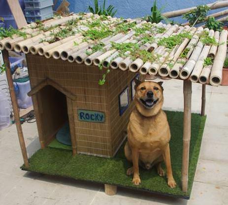 Rocky’s Tropical Or Summer Dog House 1