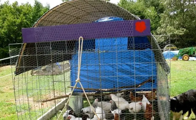 The Lazy B Farm Chicken Tractor Design