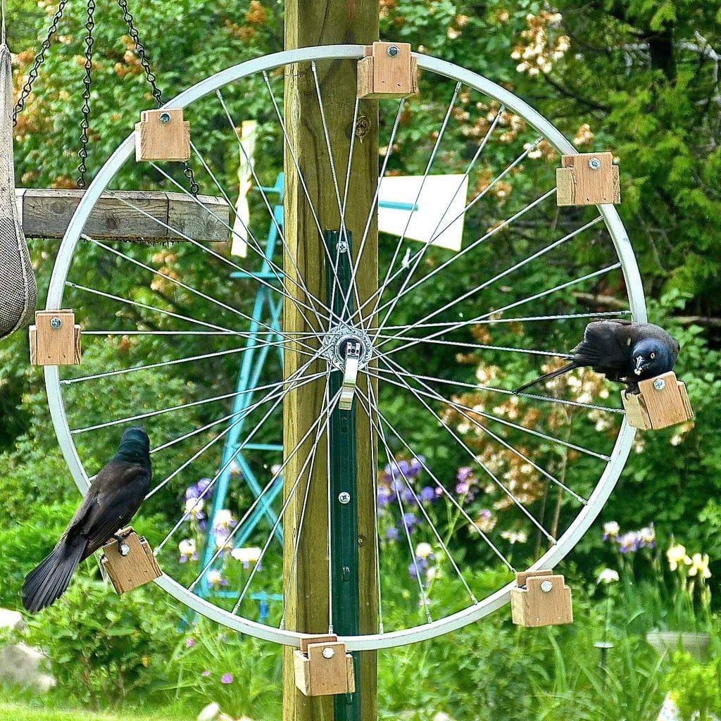 Wheel Bird Feeder