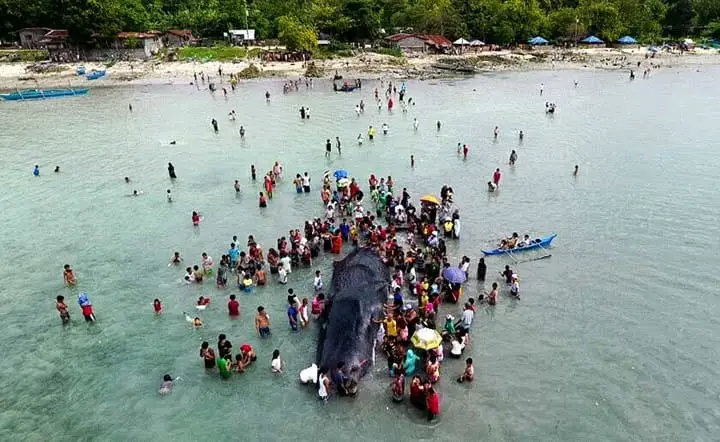 Both Residents And Tourists Gathered Around The Whale