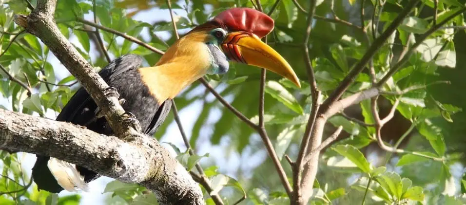 Knobbed Hornbill A Sulawesi Endemic