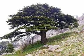 Cedar Of Lebanon