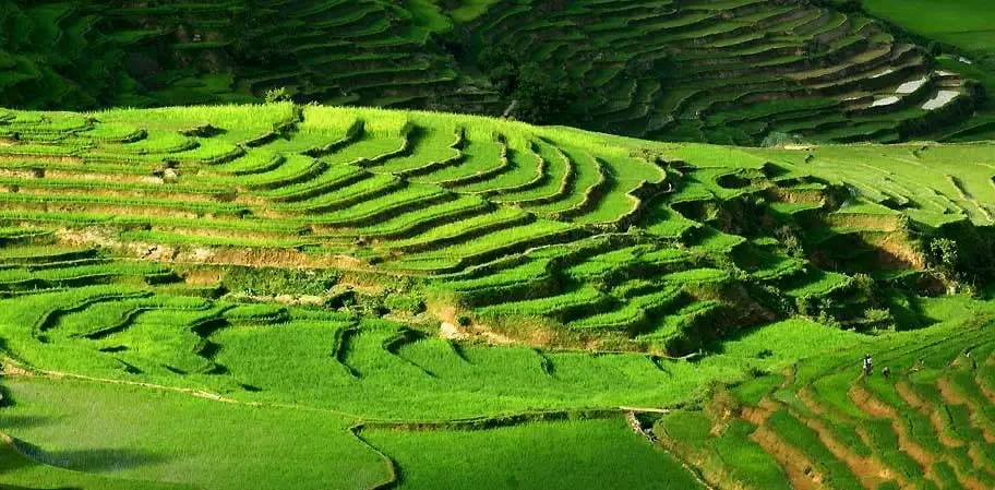 Zafimaniry Rice Cultivation The Crops Of The Future Zafimaniry Rice Cultivation The Crops Of The Future