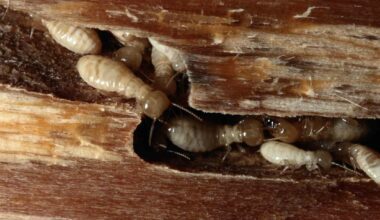 How To Get Rid Of Wood Mites