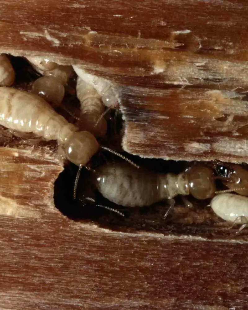 How To Get Rid Of Wood Borers (StepbyStep Guide) Cut The Wood