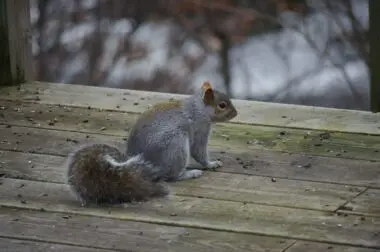 Squirrel Chewing Wood