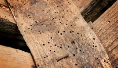 How To Get Rid Of Wood Borers