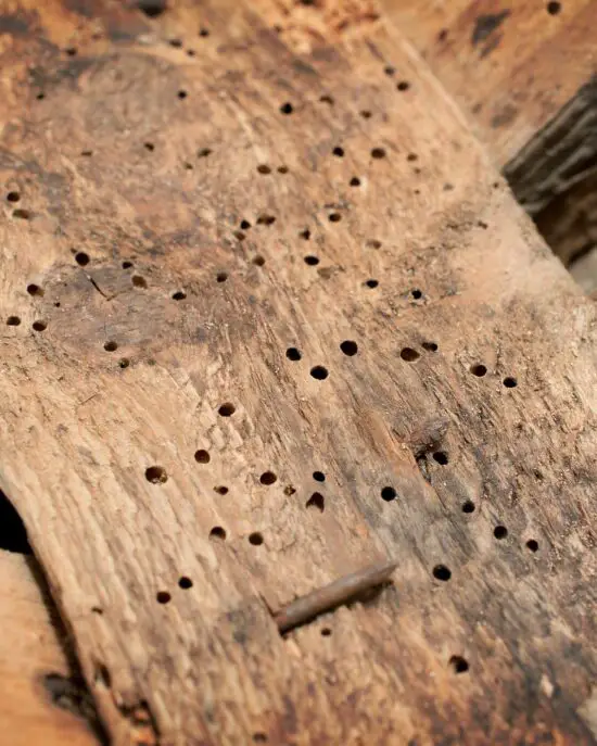 Effective Ways To Prevent Wood Infestation Cut The Wood