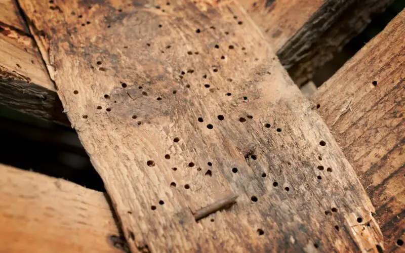 How To Get Rid Of Wood Borers
