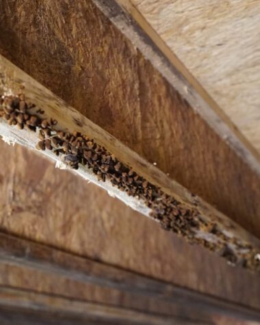 Factors That Cause Wood Infestation