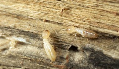 Termites Eating Wood